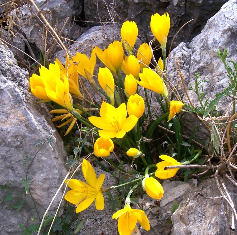 Sternbergia lutea / Zafferanastro giallo